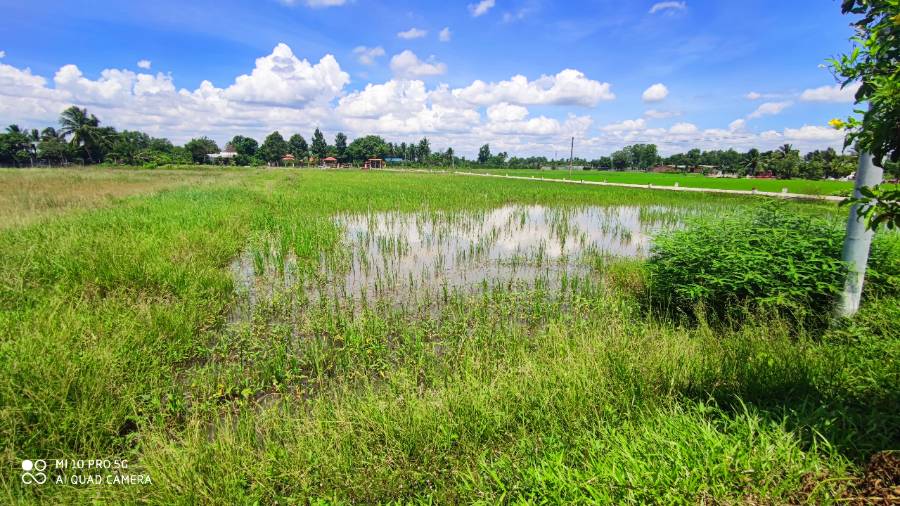 Bán lô đất lúa chuyển thổ mặt tiền Tỉnh Lộ 833B giá 2,5 triệu/m2 - Xã Lạc Tấn  -  Huyện Tân Trụ  - (ảnh - 7)