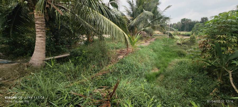 Bán lô đất thổ vườn gần Quốc Lộ 50B giá 3,5 tỷ - Xã Tân Phước Tây  -  Huyện Tân Trụ  - (ảnh - 5)