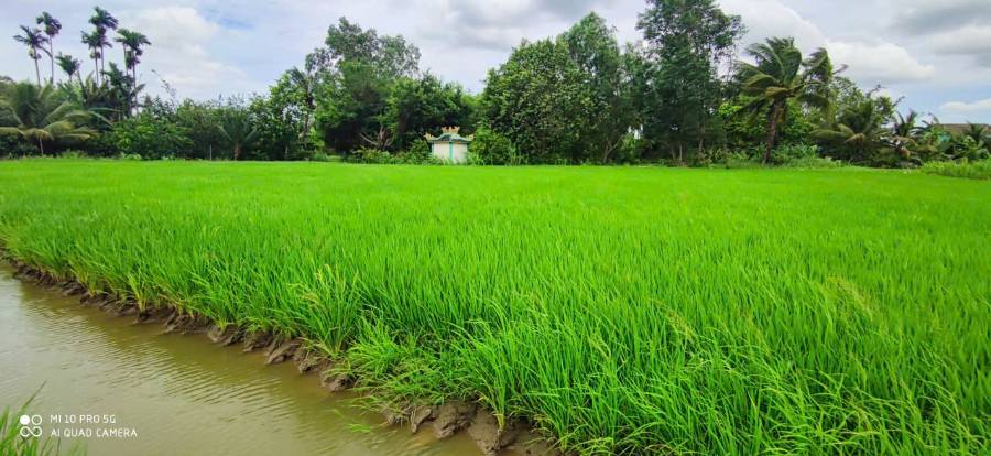 Bán lô đất  lúa xã Vàm Cỏ gần quốc lộ 50B giá 1,3 tỷ  - Xã Đức Tân  -  Huyện Tân Trụ  - (ảnh - 0)