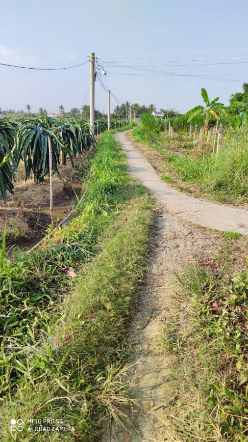 Bán lô đất  lúa xã Vàm Cỏ gần quốc lộ 50B giá 1,3 tỷ  - Xã Đức Tân  -  Huyện Tân Trụ  - (ảnh - 1)