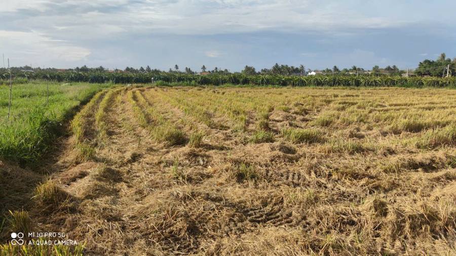 Bán lô đất  lúa xã Vàm Cỏ gần quốc lộ 50B giá 1,3 tỷ  - Xã Đức Tân  -  Huyện Tân Trụ  - (ảnh - 4)