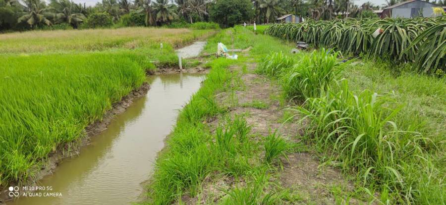 Bán lô đất  lúa xã Vàm Cỏ gần quốc lộ 50B giá 1,3 tỷ  - Xã Đức Tân  -  Huyện Tân Trụ  - (ảnh - 5)