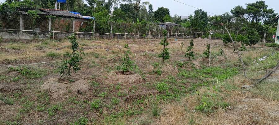 🎯Bán đất thổ vườn đường Lộ Dừa giá 4,6 tỷ  - Xã Vĩnh Công  -  Huyện Châu Thành  - (ảnh - 6)