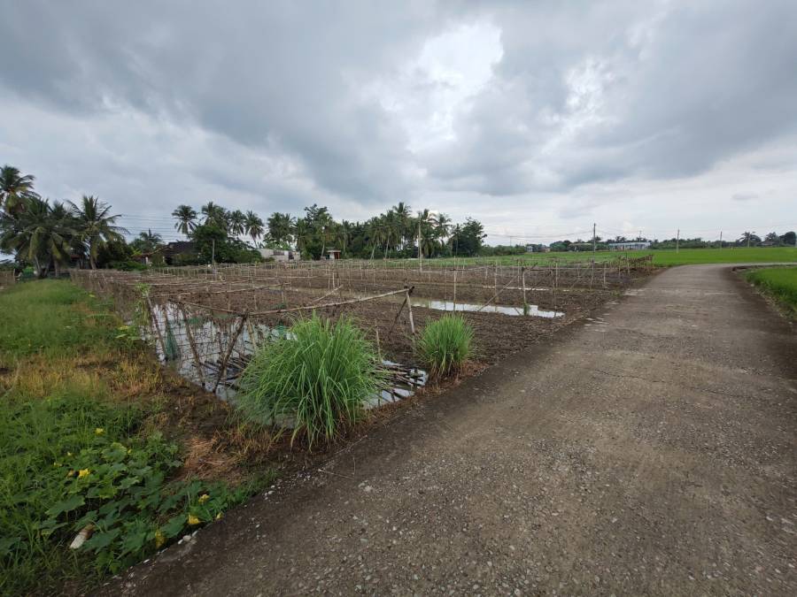 Bán đất lúa chuyển thổ 3 mặt  tiền xã Vàm Cỏ gần Quốc Lộ 50B giá 4,48 tỷ  - Xã Đức Tân  -  Huyện Tân Trụ  - (ảnh - 5)
