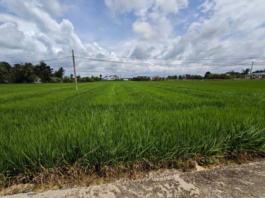 Bán đất lúa chuyển thổ  xã Vàm Cỏ gần Quốc Lộ 50B giá 7,3 tỷ  - Xã Đức Tân  -  Huyện Tân Trụ  - (ảnh - 2)