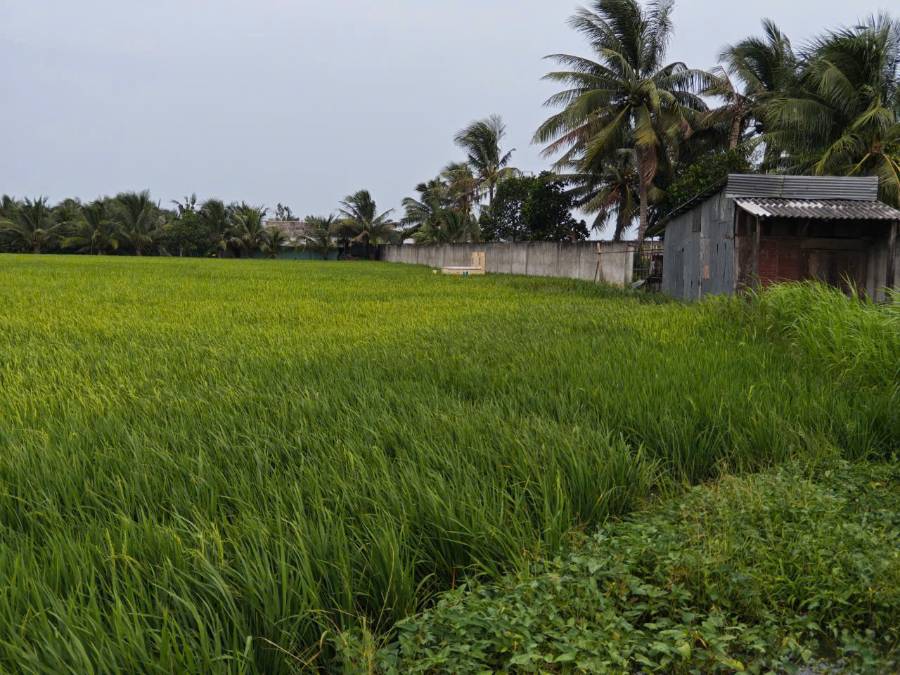  Bán đất xã Vàm Cỏ  chuyển thổ phân lô 2 mặt tiền giá 2,6 tỷ  - Xã Đức Tân  -  Huyện Tân Trụ  - (ảnh - 3)