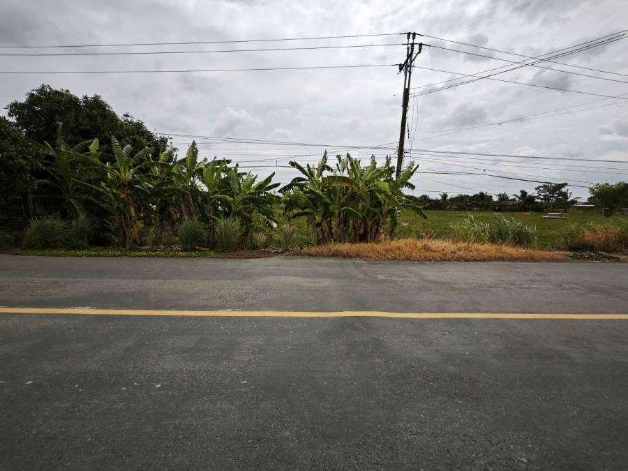 Bán  lô đất lúa chuyển thổ tỉnh lộ 823 gần quốc lộ 50B giá 2,2 tỷ - Xã Nhựt Ninh  -  Huyện Tân Trụ  - (ảnh - 4)