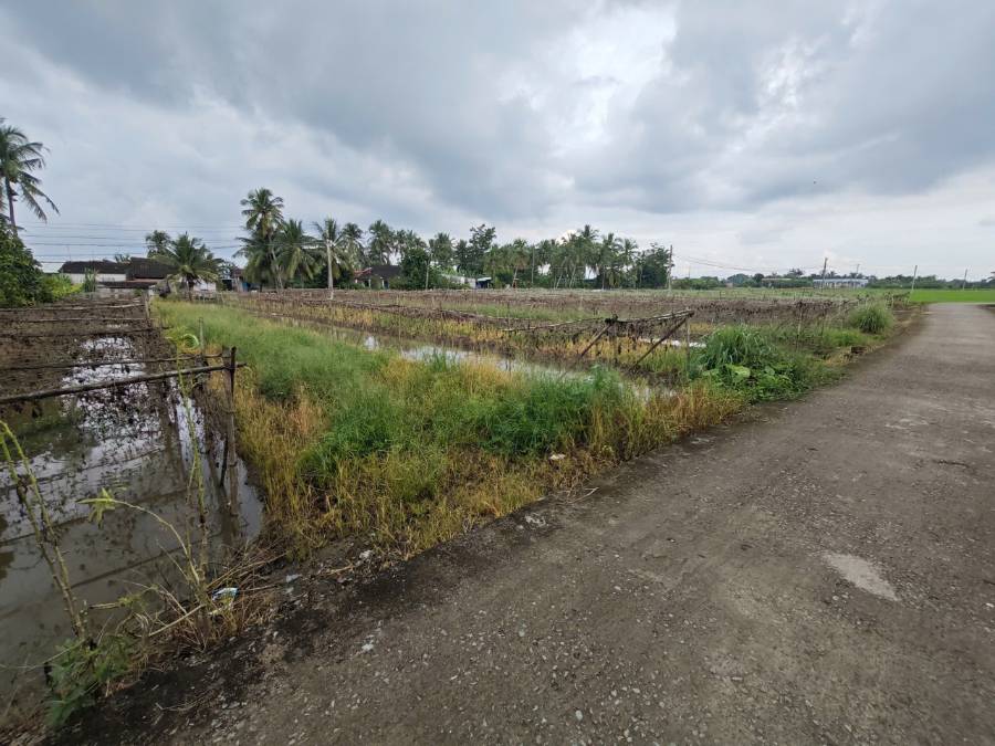 Bán đất lúa chuyển thổ 3 mặt  tiền xã Vàm Cỏ gần Quốc Lộ 50B giá 4,48 tỷ  - Xã Đức Tân  -  Huyện Tân Trụ  - (ảnh - 1)