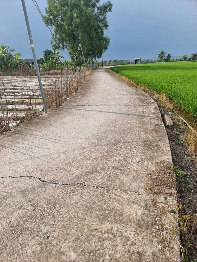 Bán đất thổ lúa làm nhà vườn gần Quốc Lộ 50B giá 850 triệu  - Xã Đức Tân  -  Huyện Tân Trụ  - (ảnh - 2)