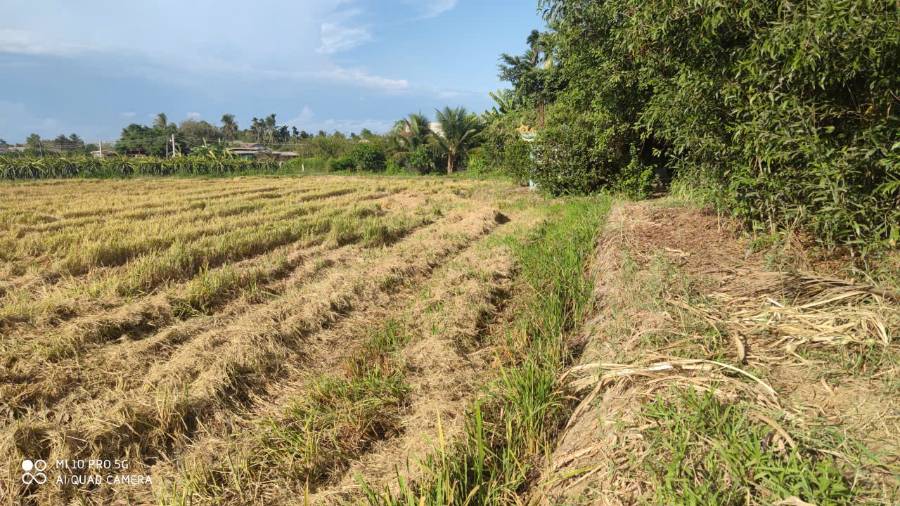 Bán lô đất  lúa xã Vàm Cỏ gần quốc lộ 50B giá 1,3 tỷ  - Xã Đức Tân  -  Huyện Tân Trụ  - (ảnh - 2)