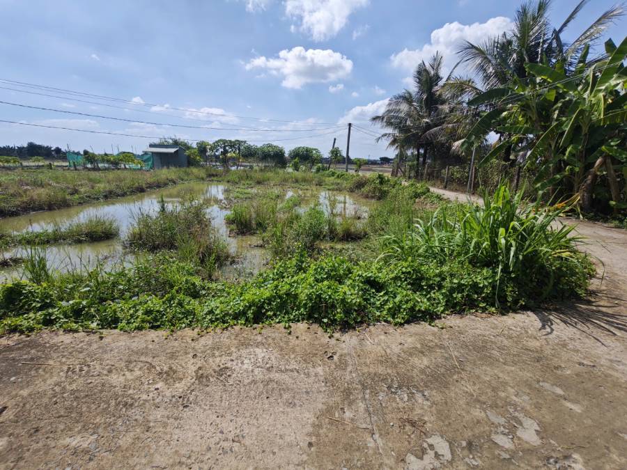 Bán gấp đất lúa xã Vàm Cỏ sát Quốc Lộ 50B giá 1,1 tỷ  - Xã Nhựt Ninh  -  Huyện Tân Trụ  - (ảnh - 2)