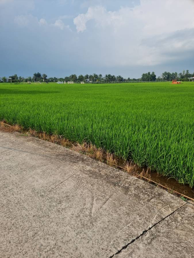 Bán đất thổ lúa làm nhà vườn gần Quốc Lộ 50B giá 850 triệu  - Xã Đức Tân  -  Huyện Tân Trụ  - (ảnh - 0)