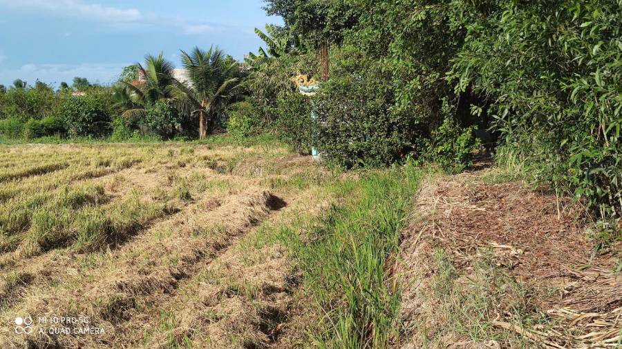 Bán lô đất  lúa xã Vàm Cỏ gần quốc lộ 50B giá 1,3 tỷ  - Xã Đức Tân  -  Huyện Tân Trụ  - (ảnh - 3)