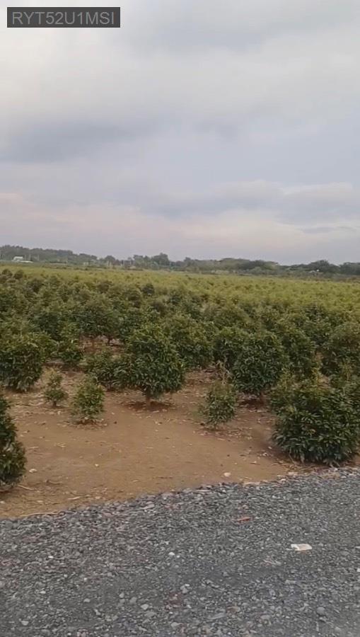 Bán đất - Xã Bình Lợi  -  Huyện Bình Chánh  - 1587m² - 31tỷ - (ảnh - 2)