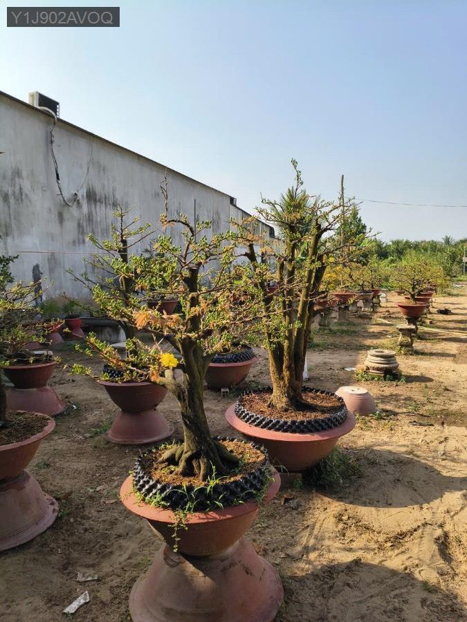 Bán đất - Xã Bình Lợi  -  Huyện Bình Chánh  - 954m² - 14tỷ - (ảnh - 1)