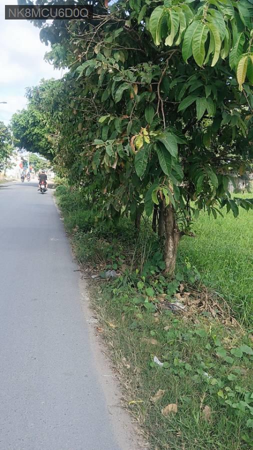 Bán đất - Tp Hồ Chí Minh - 1531m² - 16tỷ - (ảnh - 3)