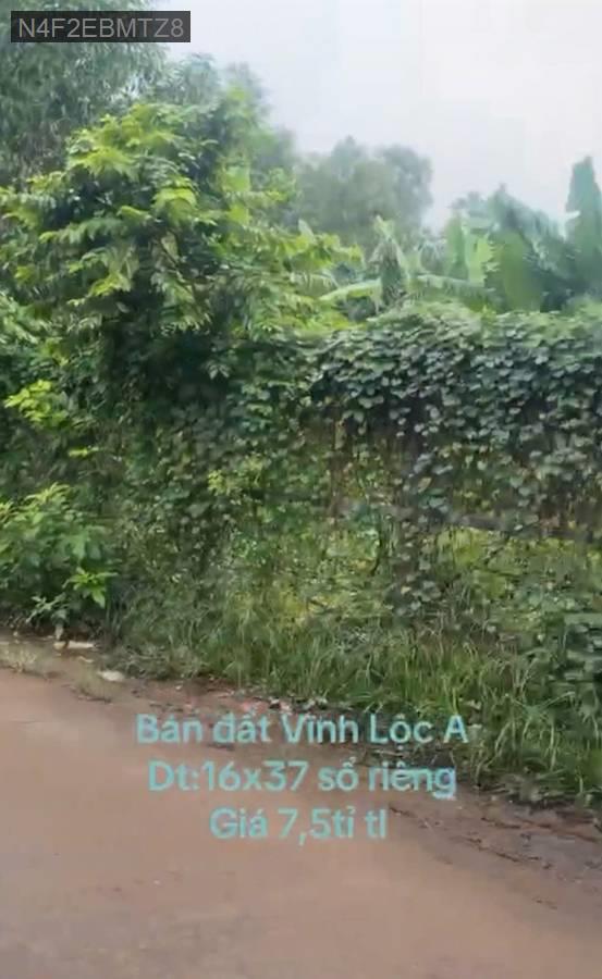 Bán đất - Xã Vĩnh Lộc A  -  Huyện Bình Chánh  - 592m² - 6tỷ - (ảnh - 1)