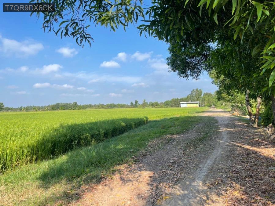 Bán đất 10.670 Mt Nguyễn Thi Ly  Hóc Môn giá 2.5tr/1m2 - Huyện Hóc Môn - Tp Hồ Chí Minh - (ảnh - 2)