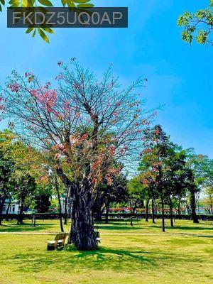 Bán nhà - Xã Phong Phú  -  Huyện Bình Chánh  - 75m² - 6.5tỷ