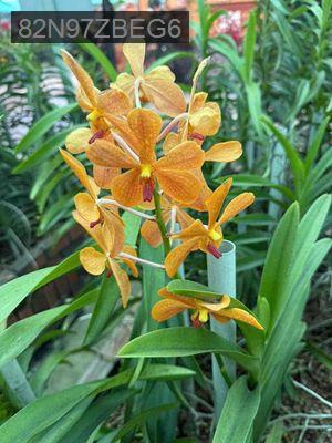 chủ cần bán nhà Mặt Tiền Đường Liên Khu 4 5, vị trí kinh doanh - Phường Bình Hưng Hòa B  -  Quận Bình Tân 