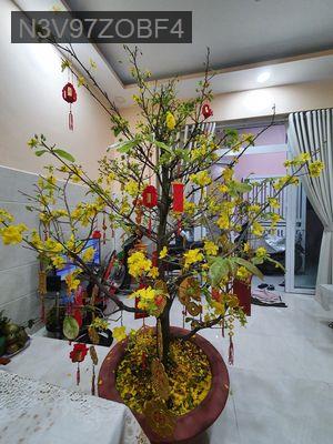 Bán nhà - Phường 22  -  Quận Bình Thạnh  - 50m² - 6.5tỷ
