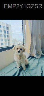 đi xuất ngoại cần  bán gấp căn gốc căn hộ đang cho thuê ổn định - Phường Thạnh Xuân  -  Quận 12 