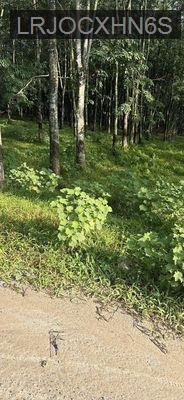 Dat co tho cu 160m - Xã Phú Chánh  -  Thị xã Tân Uyên 