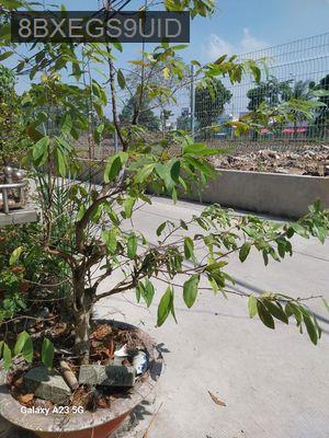 BÁN NHÀ HẺM XE HƠI ĐƯỜNG TÂN LIÊM - Xã Phong Phú  -  Huyện Bình Chánh 