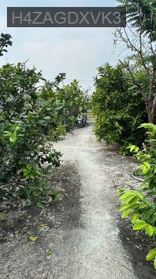 🔥 BÁN ĐẤT – ĐƯỜNG BỜ BAO, BÌNH CHÁNH 🔥 - Xã Bình Chánh  -  Huyện Bình Chánh 