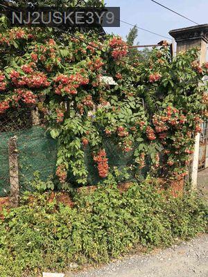 ĐẤT GIA ĐÌNH CẦN BÁN GẤP - Xã Hòa Phú  -  Huyện Củ Chi 