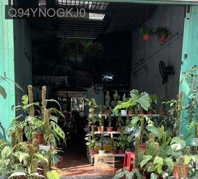 Nhà cấp 4 mặt tiền 80m², sổ đỏ riêng – cần bán nhanh - Phường Bình Hưng Hòa  -  Quận Bình Tân 