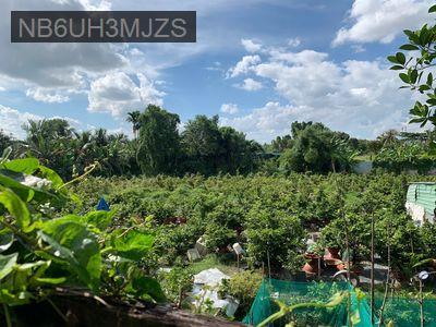 Bán đất trồng cây lâu năm hẻm xe hơi phường Tam Bình, giá siêu tốt - Phường Tam Bình  -  Quận Thủ Đức 