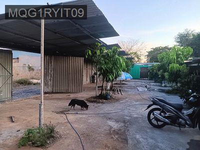 ban đat trông cây lâu năm cây cám - Xã Vĩnh Lộc B  -  Huyện Bình Chánh 