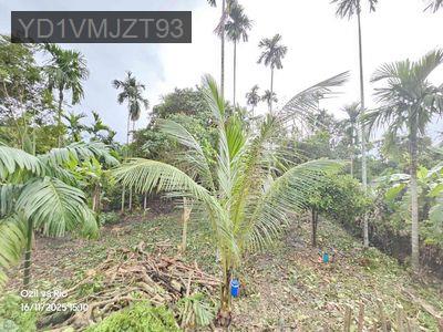 đất Vườn phường Thuânn An ngay TT TP HCM - Phường An Thạnh  -  Thị xã Thuận An 