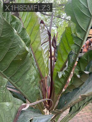 Đất sổ đỏ, thổ cư khu Hiệp Thành 3, 146m2 - Phường Hiệp Thành  -  Thành phố Thủ Dầu Một 