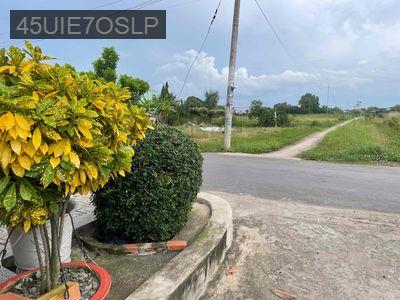 bán đất vườn trồng cây lâu năm - Xã Hưng Long  -  Huyện Bình Chánh 