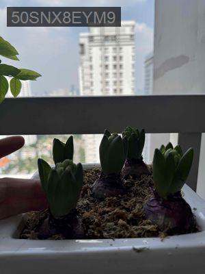 Bán căn hộ chung cư - Phường Tân Hưng  -  Quận 7 