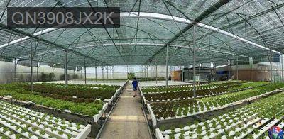 Cần bán đất kèm farm trồng rau thuỷ canh công nghệ cao - Xã Bình Lợi  -  Huyện Bình Chánh 