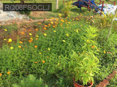 Nhà vườn nghỉ dưỡng - Xã Tân Thạnh Tây  -  Huyện Củ Chi 