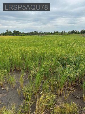 Đất chính chủ gần 5000m2 Củ chi - Xã Tân An Hội  -  Huyện Củ Chi 