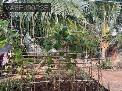 Cần bán nhà Củ Chi - Xã Trung Lập Thượng  -  Huyện Củ Chi 