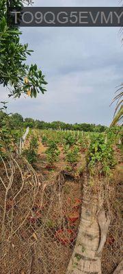 Mặt tiềng kênh 8,đường vường thơm - Xã Bình Lợi  -  Huyện Bình Chánh 