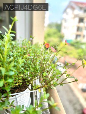 [BÁN] CH An Hòa 3 - 50m2 giá bán 2.4 tỷ - Nam Long Quận 7 - Phường Tân Thuận Đông  -  Quận 7 