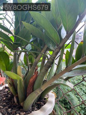 Chung cư Nhiêu Lộc C. Căn góc dt 73m2 ,sổ hồng riêng lâu dài - Phường Tân Quý  -  Quận Tân Phú 