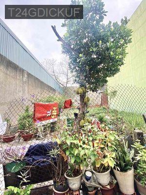 ĐẤT PHAN HUY ÍCH 83M2 SHR GIÁ 5,7 TỶ HẺM XE HƠI - Phường 14  -  Quận Gò Vấp 