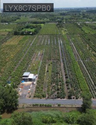 Chính chủ bán đất nông nghiệp 1.000m2 Xã Bình Lợi, TP.HCM - Xã Bình Lợi  -  Huyện Bình Chánh 