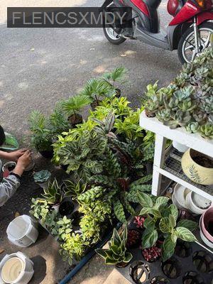 Shophouse khu chợ hoa Đầm Sen - Phường 5  -  Quận 11 