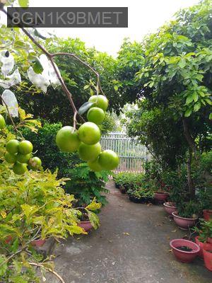 Nhà vườn chính chủ, sổ đỏ, khu dân cư hiện hữu. - Xã Lý Nhơn  -  Huyện Cần Giờ 