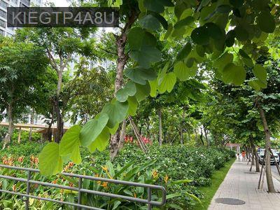 PICITY – CĂN HỘ XANH GIỮA LÒNG THÀNH PHỐ - CHỈ TỪ 2.155 TỶ - Phường Thạnh Xuân  -  Quận 12 