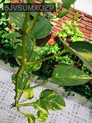 Bán nhà nhỏ xinh trong hẻm yên tĩnh - Phường 14  -  Quận Tân Bình 